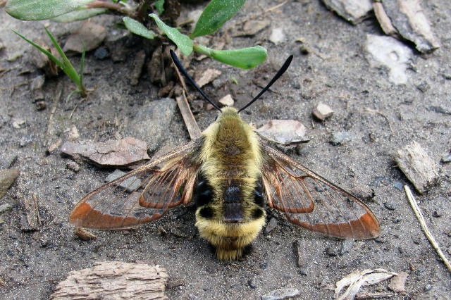 bee moth